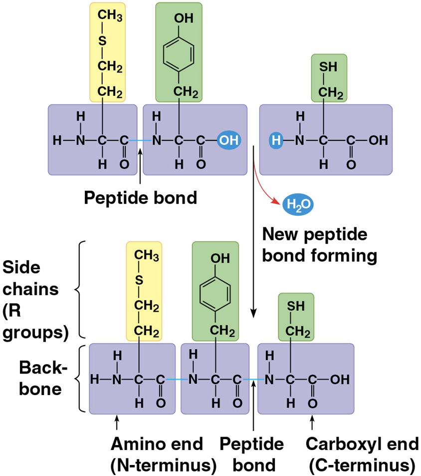 <p>a biologically functional molecule that consists of one or more polypeptides</p><ul><li><p>polymers with 3-dimensional shape</p></li></ul><p></p>