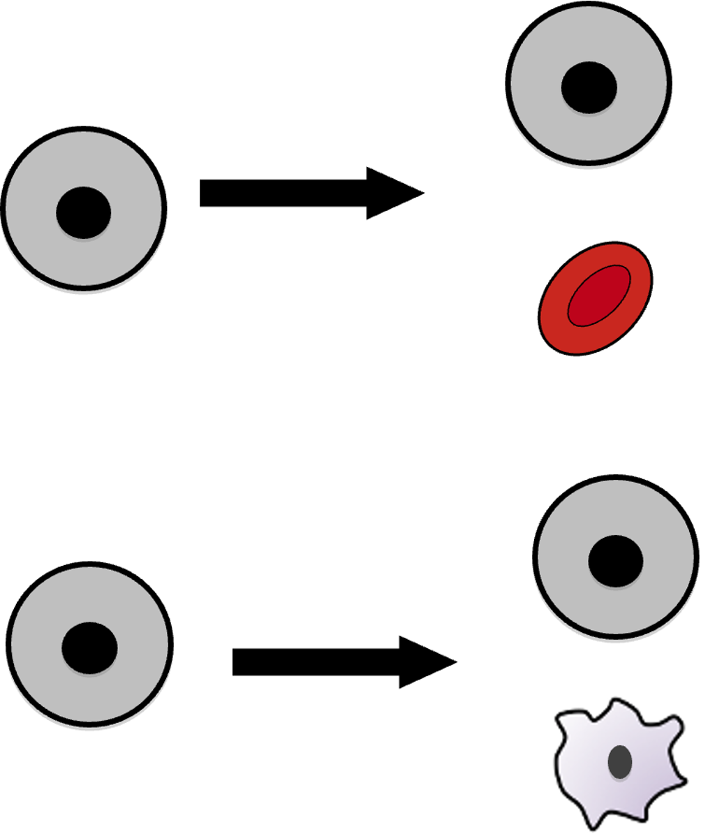 <p>Proliferation + differentiation example</p>