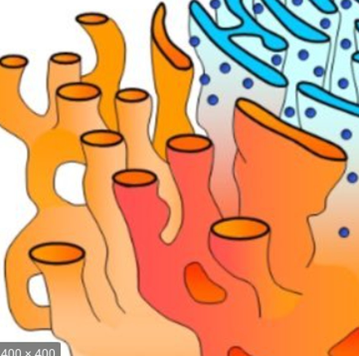 knowt flashcard image