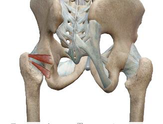 <p>Jumeaux pelviens </p>