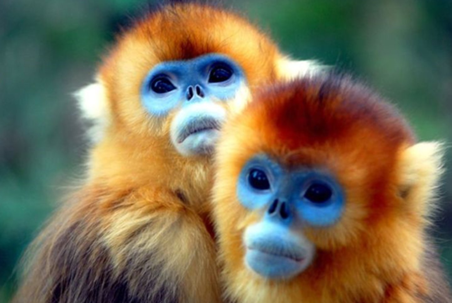 <p>NHP in CITES Appendix I</p><p>(parvorder catarrhini)- Golden Snub-nose Monkey</p>