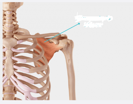 <p>What is the name of this Muscle?</p>