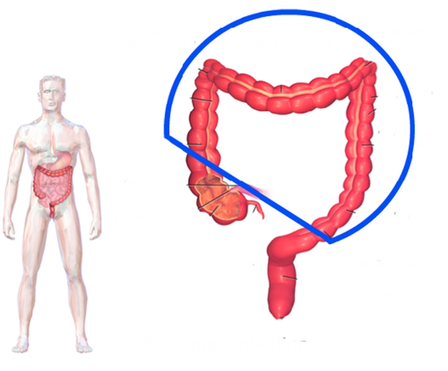 <p>Identify what part of the large intestine is circled in the picture.</p>