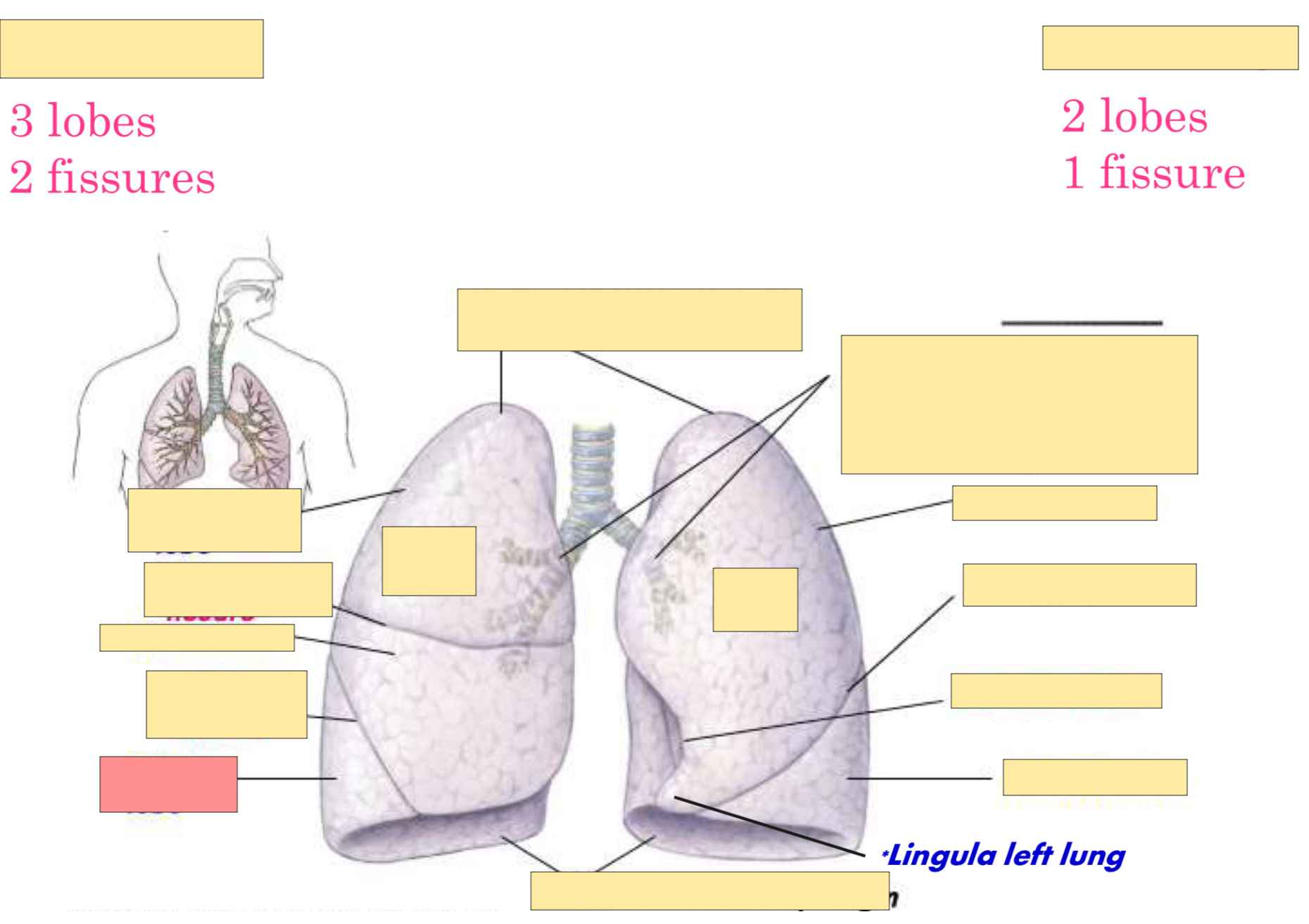 <p>What lobe is this?</p>