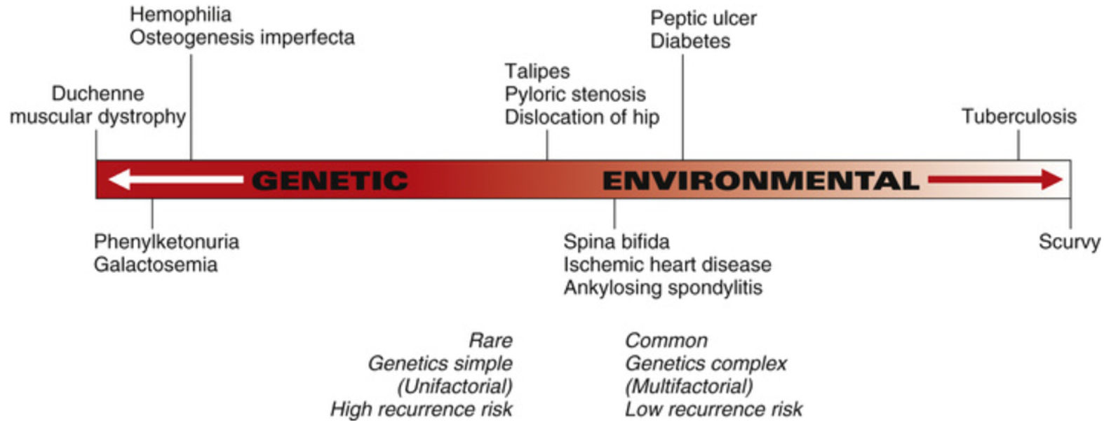 <p>Genetic = rare, simple genetics, high risk</p><p>Environmental = little genetic influence</p><p>Middle = common, complex genetics</p>