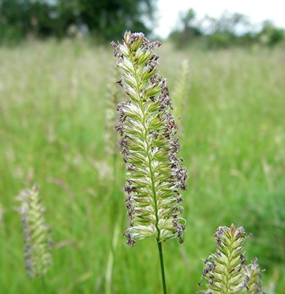 <p>Crested Dogstail</p>