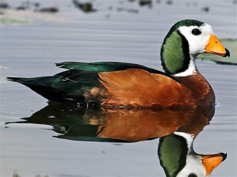 <p>Family: Anatidae</p>