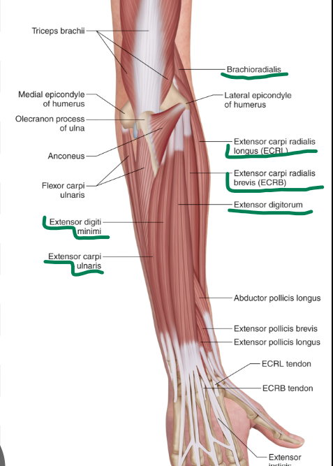 <p><em>m. brachioradialis</em></p><p><em>m. extensor carpi radialis longus</em></p><p><em>m. extensor carpi radialis brevis</em></p><p><em>m. extensor digitorium</em></p><p><em>m. extensor digiti minimi</em></p><p><em>m. extensor carpi ulnaris</em></p><p></p>