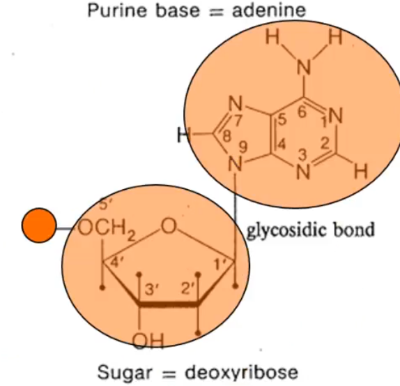 <p>what is this highlighted portion representing?</p>