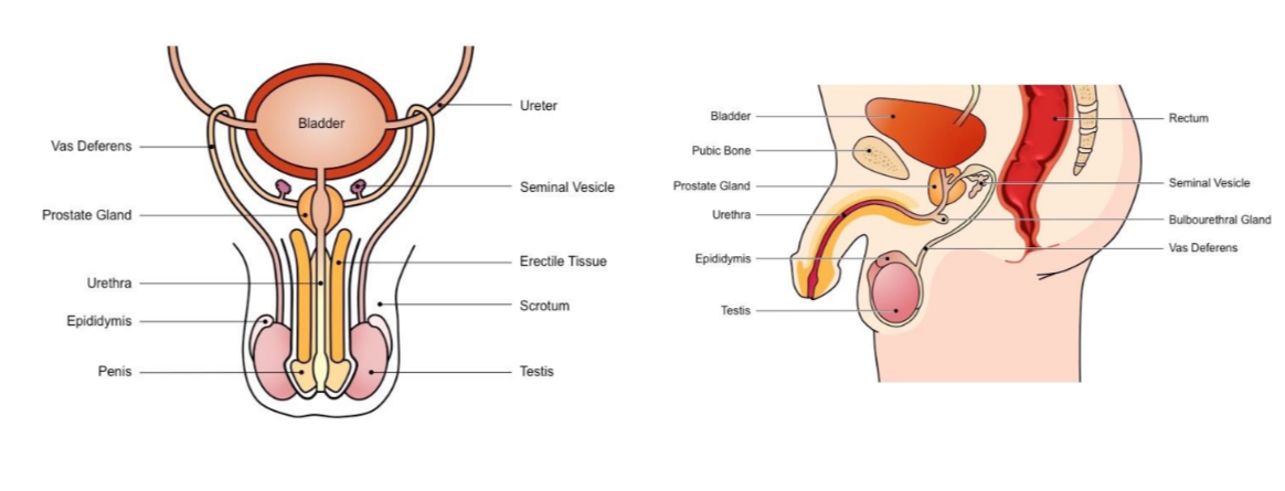 Secretes fluids containing fructose (nourish sperm) mucus (protect sperm) and prostaglandin (triggers uterine contractions) 