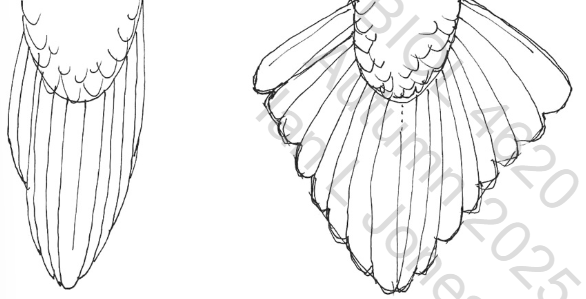 <p>A tail not efficient for flight. Functions in balance, as a prop (in woodpeckers), or as an ornament (in pheasants). Very damage resistant</p>