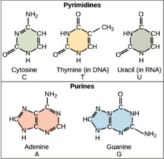 <p>What are the nitrogenous bases found in RNA?</p>