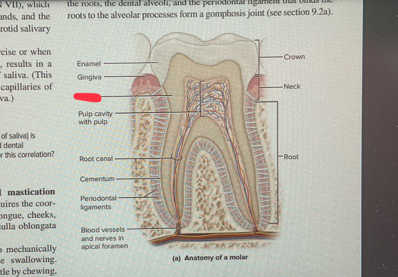 knowt flashcard image