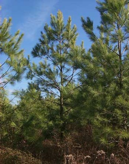 <p>3 needles per, 5-6” long, cones in whirls 3-5</p>