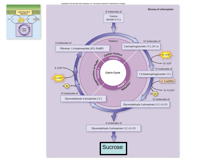 <p><strong>(bevind zich in het stroma) draait niet in het donker want altijd input van ATP nodig die door licht worden aangemaakt</strong></p><p><strong><em>6 moleculen CO<sub>2</sub> -&lt; 12 ATP en nog eens 6 ATP, dus per CO<sub>2</sub>, “ ATP nodig en 2NADPH (variaties zijn mogenlijk)</em></strong></p><p>1) (CO<sub>2 </sub>fixatie: RuBP (ribulose 1,5-bifosfaat) + CO<sub>2</sub> → 2PGA)</p><p>—&gt; CO<sub>2 </sub>word gefixeert, gebonden op een precursor </p><p>2) reductie : PGA (3-fosfoglyceraat) word gereduceerd tot G3P (glyceraldehyde 3 fosfaat)</p><p>—&gt; klein deeltje word opzijgezet om suiker aan te maken (sucrose in de bladeren) nodig om aan celdeling te kunnen doen </p><p>3) regeneratie van RuBP</p><p>—&gt; terug gebruikt om opnieuw calvincyclus te gaan doen</p>