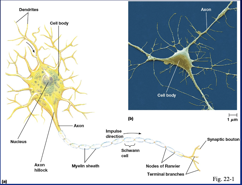 <p>dendrites, cell body, nucleus, axon hillock, axon, myelin sheath, terminal branches </p>