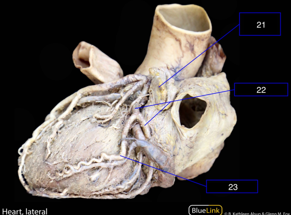 <p>What structures are shown in this video?</p>