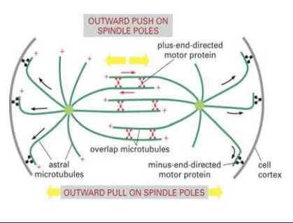 <ul><li><p>pushing polar MTs apart </p></li><li><p>Pushing apart of the polar microtubules by a four headed kinesin family motor protein in image</p></li></ul><p></p>