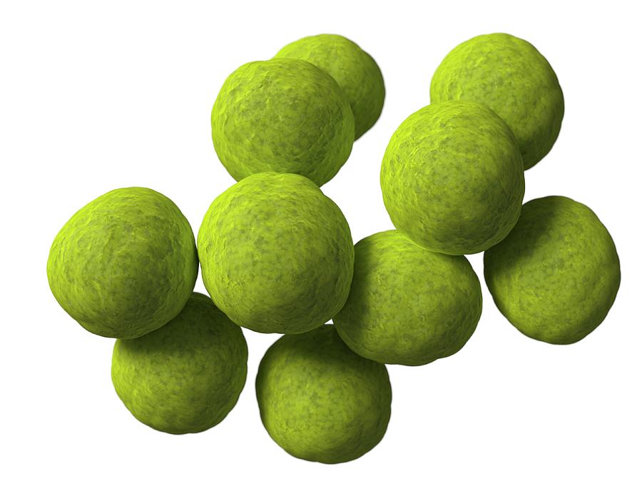 <p>coccus (a type of bacterium, spherical in form)<br>eg. coccal</p>