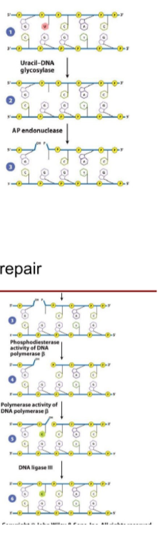 <ul><li><p>Fixed = Altered or damaged bases that distort the DNA helix</p></li><li><p>Cause of DNA lesions = Deamination, oxidation, alkylation, methylation spontaneous base damage</p></li><li><p>recognized by = DNA glycosylases specific for particular altered bases</p></li><li><p>general steps = 1. DNA glycosylase removes damaged base; 2. Endonuclease cleaves DNA backbone; 3. DNA polymerase fills in correct nucleotide; 4. DNA ligase seals strand</p></li></ul><ul><li><p>Most active in = All throughout cell cycle</p></li></ul><p></p>