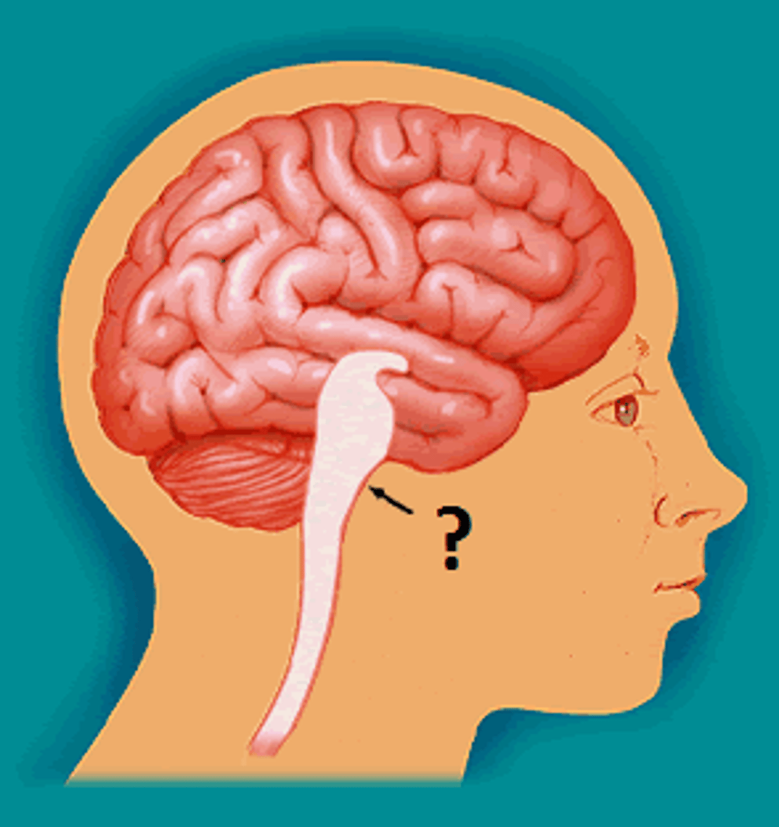 <p>Connects the brain to the spinal cord. Controls involuntary, life-sustaining activities such as breathing, heart rate, sleeping, and maintaining consciousness.</p>