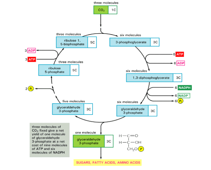 <ul><li><p><span>Most important enzyme for life&nbsp;</span></p></li><li><p><span>Slow acting (processes three substances per second vs. 1000 per second with other plant enzymes)&nbsp;</span></p></li><li><p><span>Plant needs many rubisco molecules to work efficiently&nbsp;</span></p></li><li><p><span>Most abundant protein on Earth</span></p></li></ul><p></p>