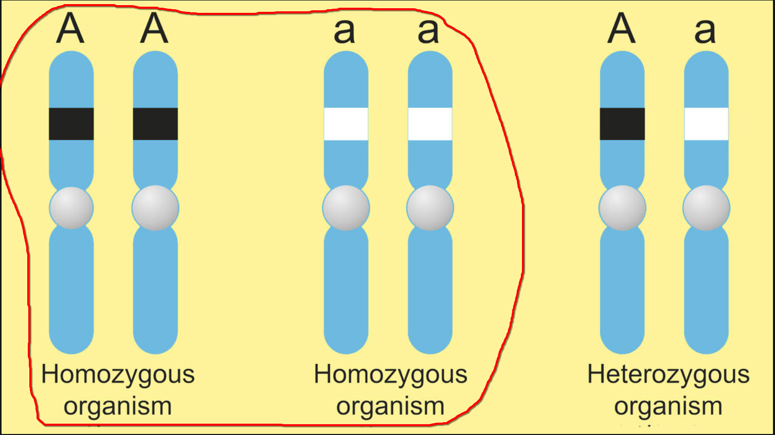 <p><span style="line-height: 18.3458px;"><span>ugyanazon apai és anyai kromoszóma (homológ pár) adott tulajdonságot meghatározó szakaszán azonos alléleket hordoz </span></span></p><p class="Paragraph SCXW121828172 BCX0" style="text-align: left;"><span style="line-height: 18.3458px;"><span> Olyan diploid egyed, amely génállományában a vizsgált gén azonos alléljait hordozza pl. AA,aa</span></span></p>