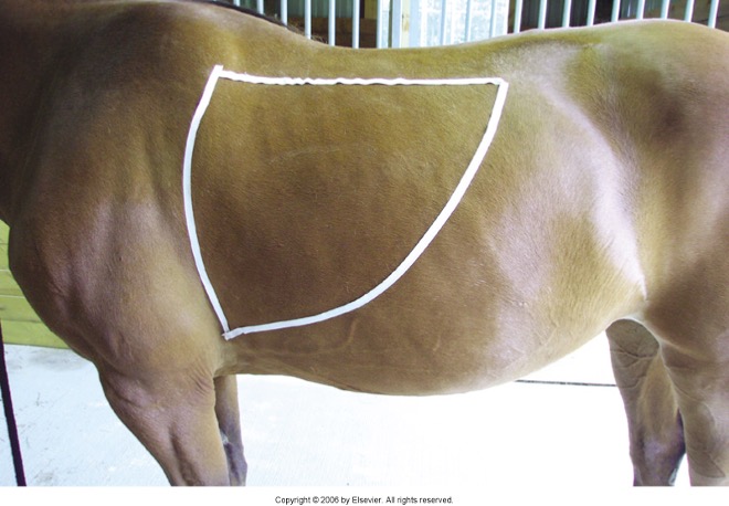 <p>Caudal to shoulder musculature; Ventral to epaxial muscles</p>