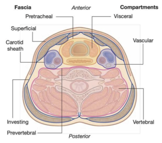 <ul><li><p><span>Organized into several distinct layers, including –&nbsp;</span></p></li><li><p><span>An investing layer</span></p><ul><li><p><span>Surrounding all structures in the neck</span></p></li></ul></li><li><p><span>The prevertebral layer</span></p><ul><li><p><span>Surrounds the vertebral column and the deep muscles associated with the back</span></p></li></ul></li><li><p><span>The pretracheal layer</span></p><ul><li><p><span>Encloses the viscera of the neck</span></p></li></ul></li><li><p><span>The carotid sheaths –</span></p><ul><li><p><span>Receive a contribution from the other three fascial layers and surround the 2 major neurovascular bundles on either side of the neck</span></p></li></ul></li></ul>