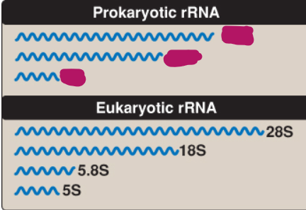 <p>What is the size of prokaryotic rRNA?</p>