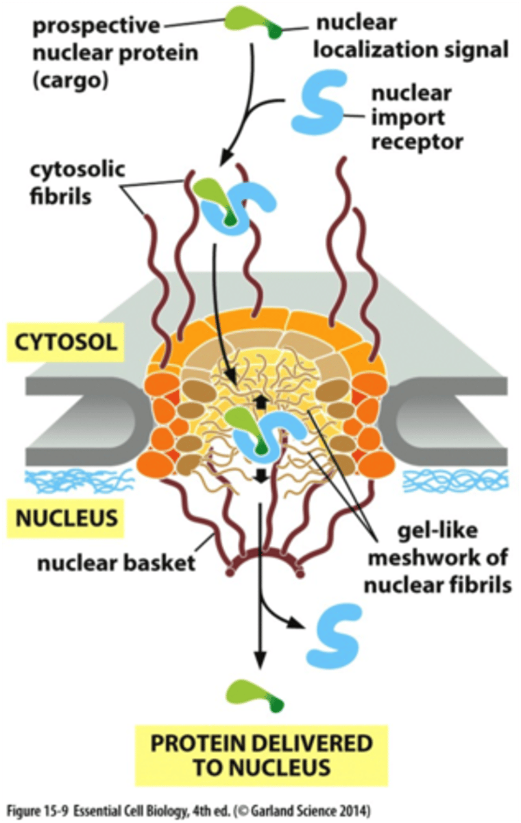 <p>bound by nuclear import receptors;<br><br><br>Nuclear import receptors and cargo(prospective nuclear protein) to be able for the protein to get delivered to the nucleus</p>