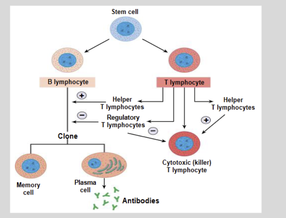 <ul><li><p>Killer T Cells</p></li><li><p>Helper T Cells</p></li><li><p>Regulatory T Cells</p></li></ul><p></p>