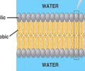 <p><span>- Cell membrane</span><br><span>- Fatty acid tails</span><br><span>- Combine saturated and unsaturated</span></p>