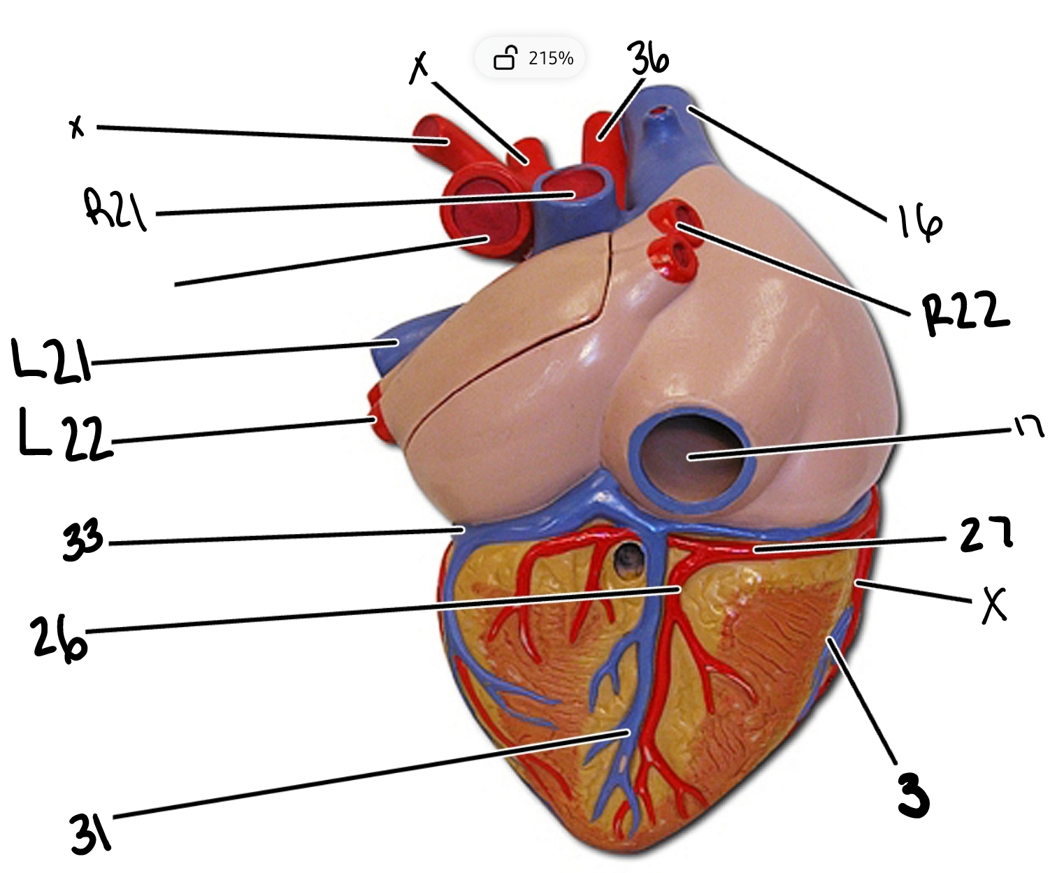 <p>33</p>