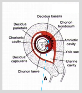 <p><mark data-color="red">First trimester: the chorion</mark></p><p>Can you label, describe and explain what this diagram is/shows?</p>