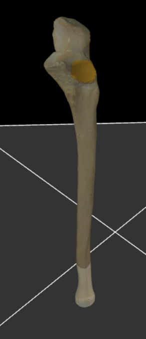 <p>Het gewrichtsvlak voor de radius.</p>