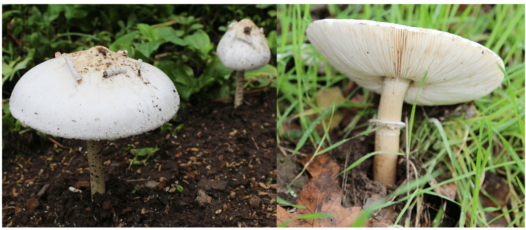 <p>Chlorophyllum molybdites</p>