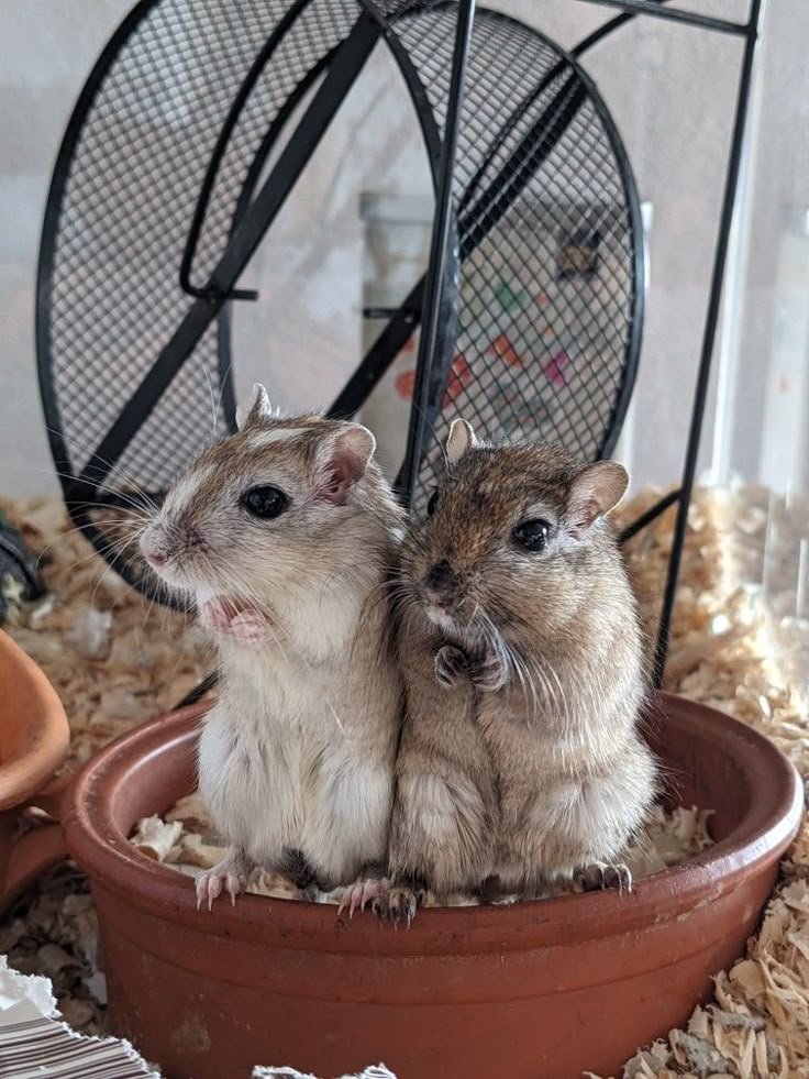 <p>Gerbils</p>