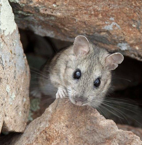 <ul><li><p>nocturnal</p></li><li><p>large ears, large eyes, furry tails</p></li><li><p>acorns important in diet</p></li><li><p>use prickly pear cactus for water during drought</p></li><li><p>keystone species</p><ul><li><p>build stick houses that last generations</p></li></ul></li></ul><p></p>