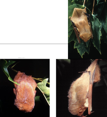 <p>eastern red bat</p>