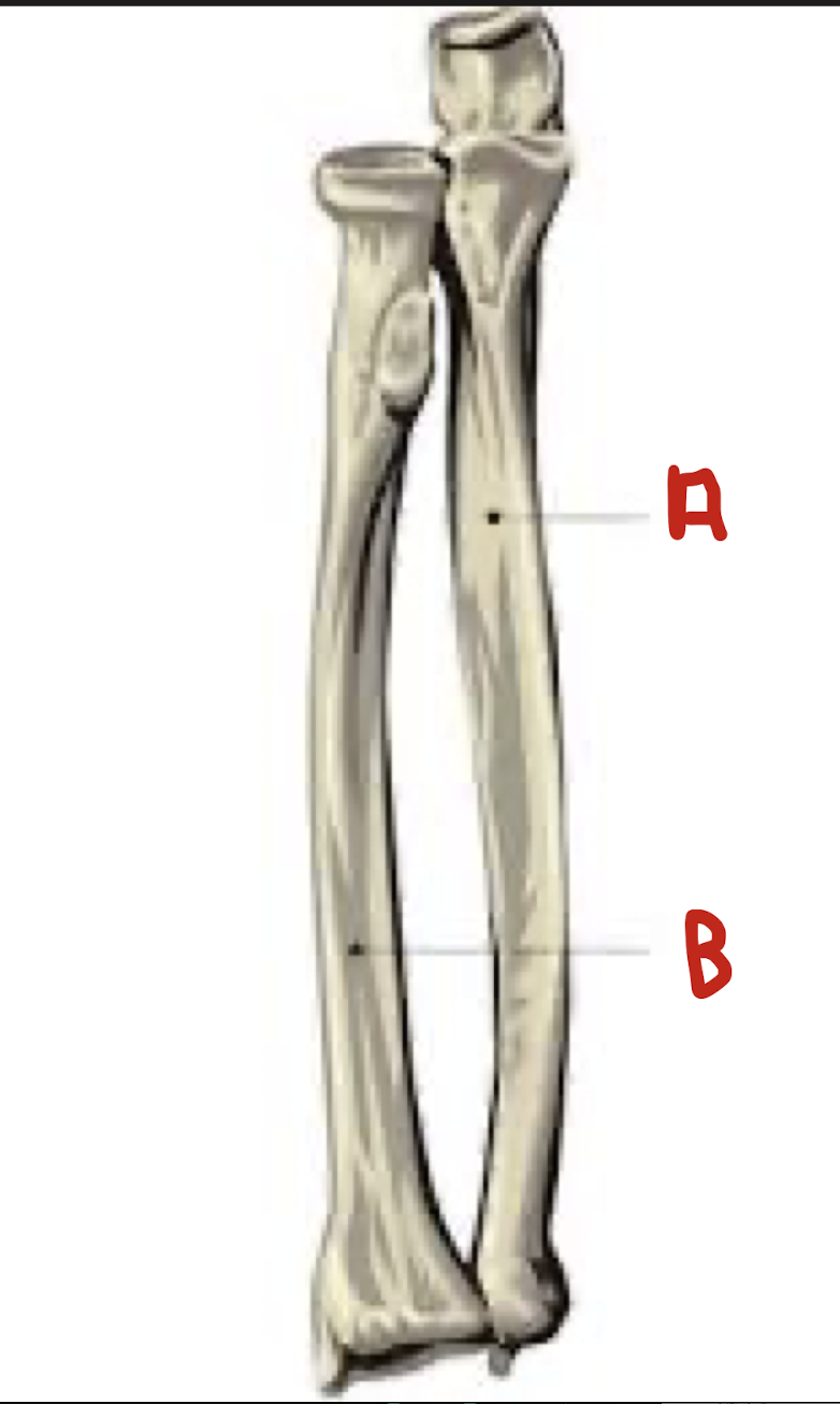 <p>What is denoted by the letter B</p>