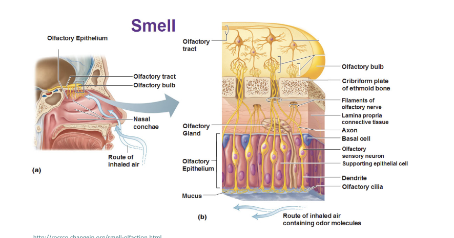 <p>detects odors	</p><ul><li><p>Covers a small area of the roof of the nasal fossa and neighboring parts of the septum and superior concha</p></li><li><p>there are immobile cilia on sensory cells that bind to odorant molecules</p></li></ul><p></p>