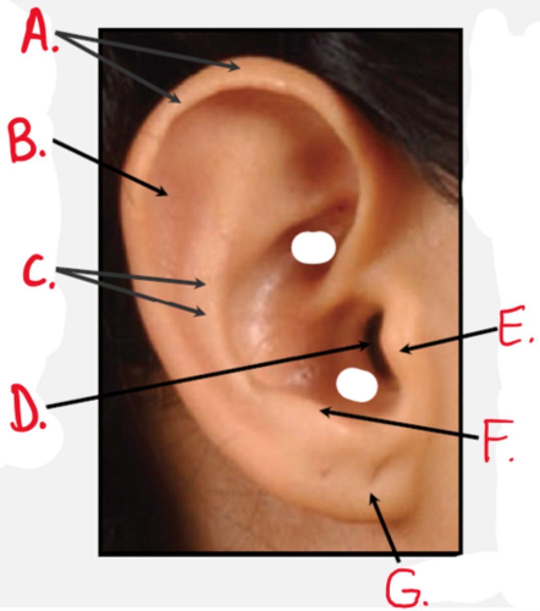 <p>Directs sound to tympanic membrane</p>
