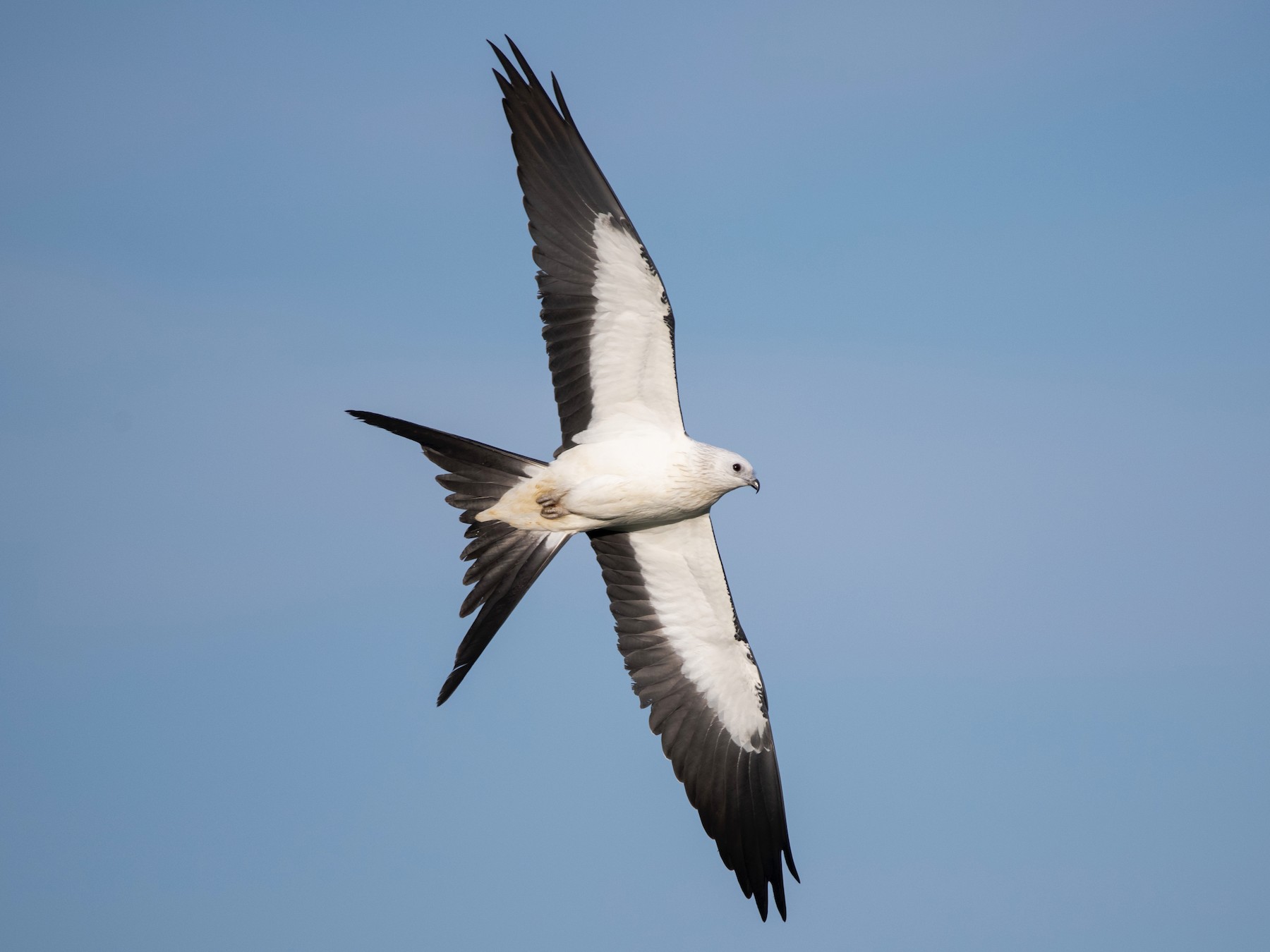 <p>Swallow-tailed Kite</p>