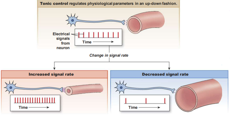 <p><strong>Tonic </strong>control involves ——- regulatory signal(s) that modulate the activity of a target tissue or organ by varying the intensity (frequency or level) of the signal.</p>