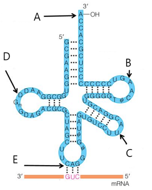 <p><span>In the following picture, which arrow is pointing to the acceptor stem of tRNA?</span></p>