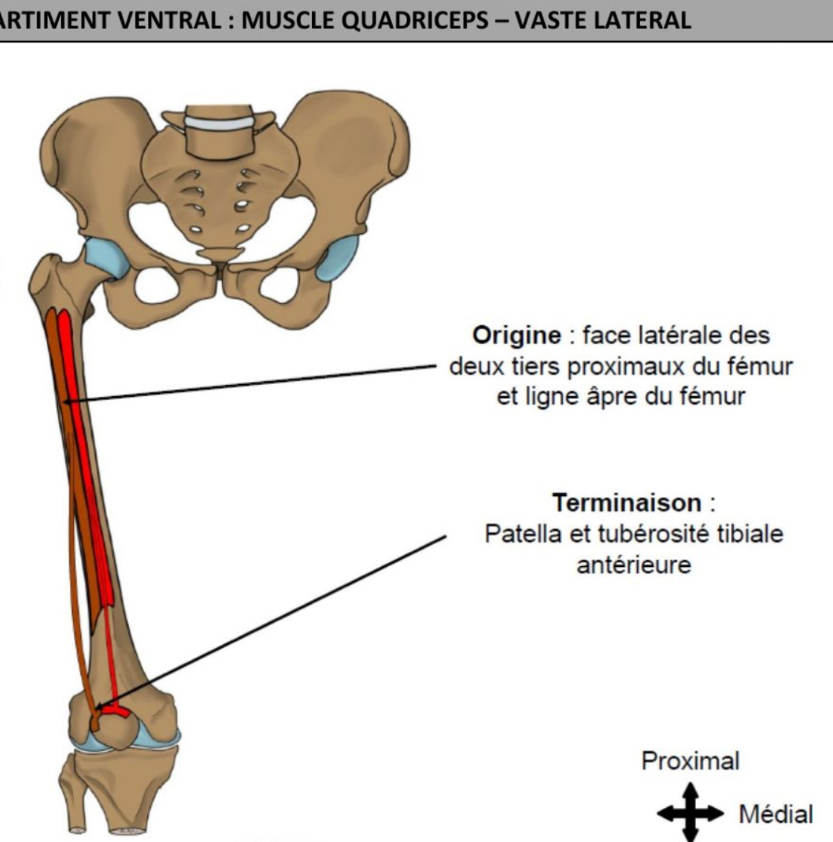<ul><li><p>superficiel </p></li><li><p>Pratiquement horizontalement </p></li><li><p>Sur toute hauteur de lèvre latérale de la ligne âpre fémorale à l’exception du tiers distal </p></li><li><p>Patella &amp; tuberosité tibiale antérieure </p></li></ul><p></p>
