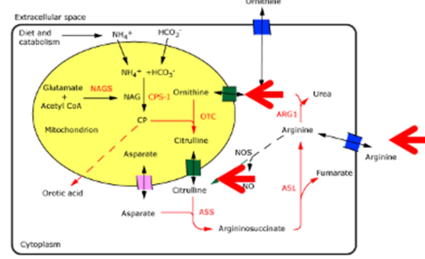 <p>OTC most common, X-linked (Orthenine to Citrulline)<br>all others are autosomal recessive<br>OTC deficient->accumulate CP, ammonium<br><br>ASS mutation affects citrulline transporter (to leave mito), will increase citrulline <br>ASS deficient/citrulline transport issue->accumulate citrulline, ammonium<br><br>all mutations except arginase will increase ammonium (NH4)<br>even if knock out arginase, can still release arginine, liver release</p>
