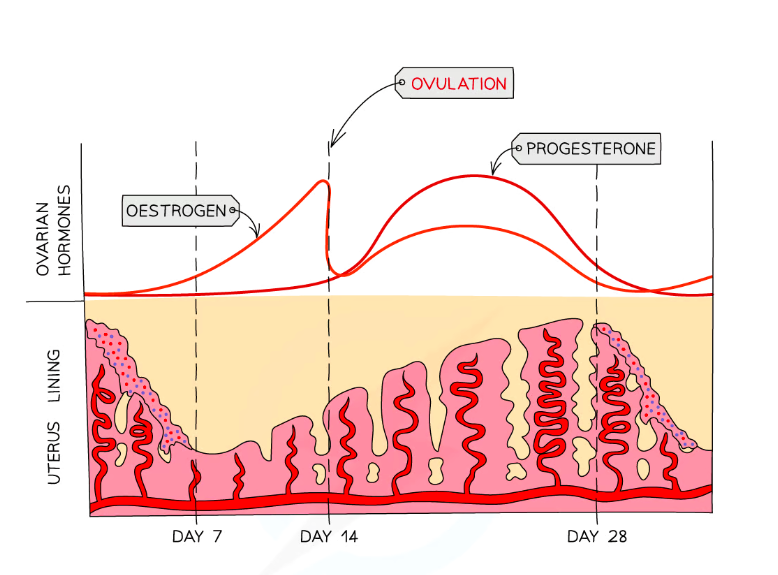 <p>Hormones released from the ovary and pituitary gland. </p>