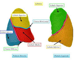 <p>Pulmones</p>